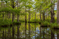 New Orleans Swamp 2017